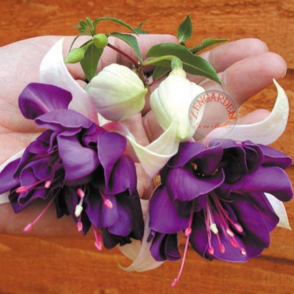 Sarkan küpe çiçeği fidesi fuchsia deep purple