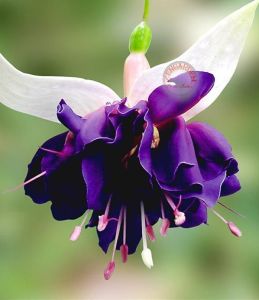 Sarkan küpe çiçeği fidesi fuchsia deep purple