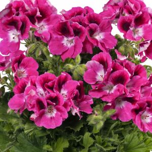 Fuşya canan sardunya fidesi pelargonium aristo magenta