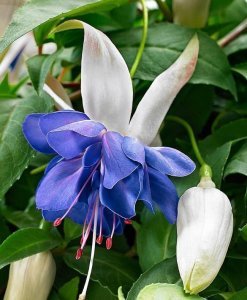Blue angel mavi küpeli çiçeği fidesi katlı çiçekli