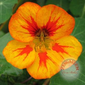 Tropaeolum tohumu kırmızı sarı turuncu latin çiçeği tohumu