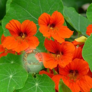 Tropaeolum tohumu kırmızı sarı turuncu latin çiçeği tohumu