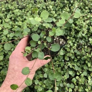 İri yapraklı muehlenbeckia Giga fidesi maidenhair vine creeping wire