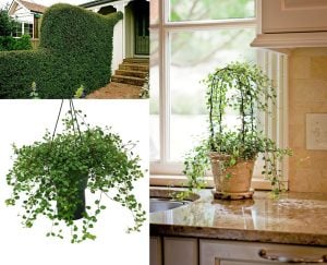 İri yapraklı muehlenbeckia Giga fidesi maidenhair vine creeping wire