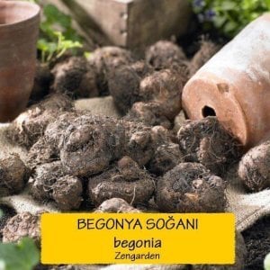 3 adet katlı fırfır çiçekli begonya soğanı karışımı begonia fimbriata