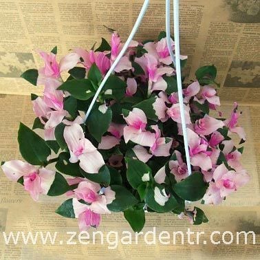 Üç renk telgraf çiçeği fidesi tradescantia maidens blush wondering jew