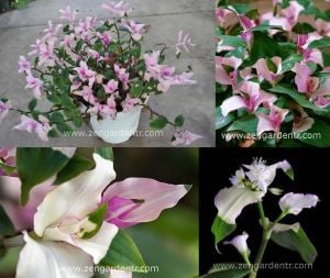 Üç renk telgraf çiçeği fidesi tradescantia maidens blush wondering jew