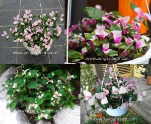 Üç renk telgraf çiçeği fidesi tradescantia maidens blush wondering jew