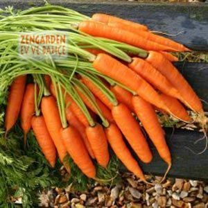 4 mevsim havuç tohumu daucus carota sativa