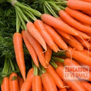 4 mevsim havuç tohumu daucus carota sativa