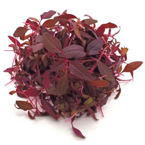 Kırmızı amaranth tohumu geleneksel şifalı amaranthus red garnet