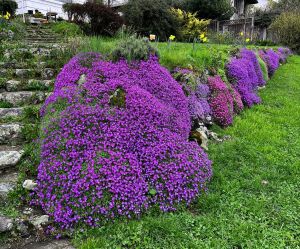 Sarkan aubrieta tohumu mor çiçekli obrezya tohumu