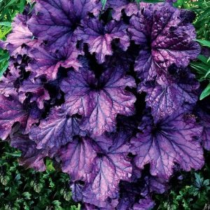 Forever purple heuchera fidesi