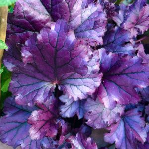 Forever purple heuchera fidesi