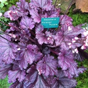 Forever purple heuchera fidesi