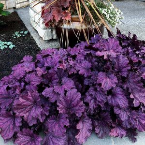 Forever purple heuchera fidesi