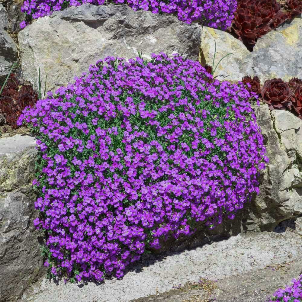 Sarkan aubrieta tohumu mor çiçekli obrezya tohumu