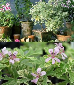 Peppermint Nane kokulu sardunya pelargonium odorata