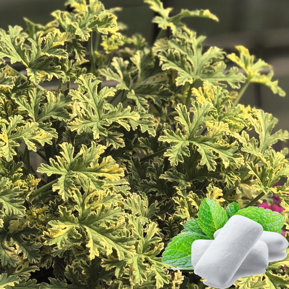 Peppermint Nane kokulu sardunya pelargonium odorata