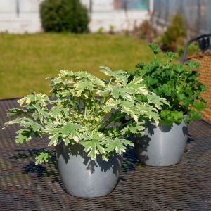 Peppermint Nane kokulu sardunya pelargonium odorata