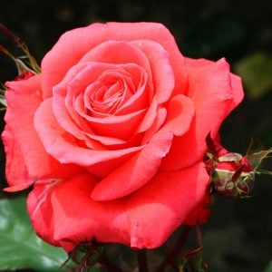 Lady rose yoğun kokulu gül fidanı aşılı 3+ yaş