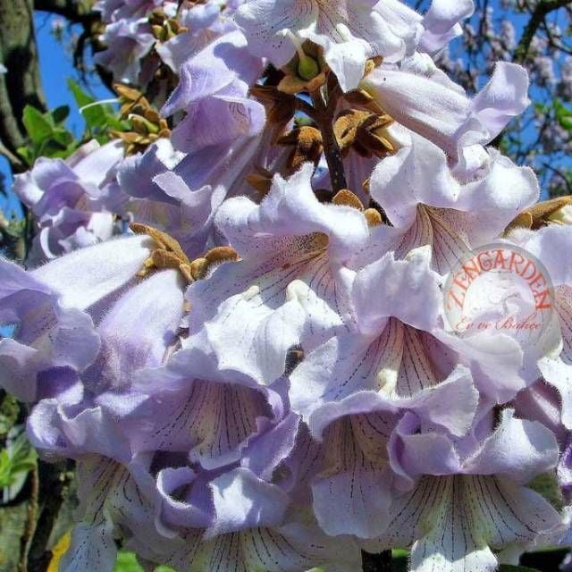 Paulownia fortunei tohumu dünyanın en hızlı büyüyen ağacı