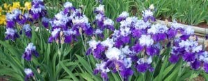 Arpege iris süsen çiçeği soğanı iris germanica