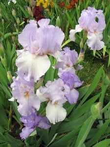 Lilac haze iris süsen çiçeği soğanı iris germanica