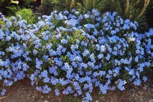 Mavi yıldız lithodora fidesi diffusa blue star çiçekli yerörtücü