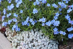 Mavi yıldız lithodora fidesi diffusa blue star çiçekli yerörtücü