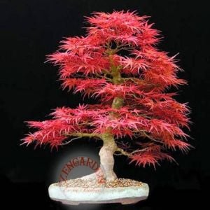 Acer palmatum akçaağaç tohumu suminagashi cv japon