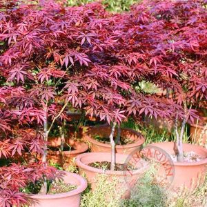 Acer palmatum akçaağaç tohumu suminagashi cv japon