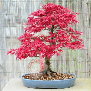 Acer palmatum akçaağaç tohumu suminagashi cv japon