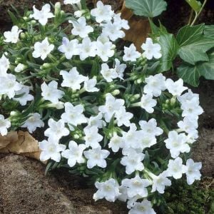 Beyaz lithodora fidesi lithodora diffusa white