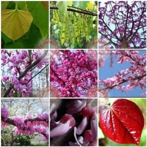 Erguvan tohumu kuzey amerika erguvanı eastern redbud judas tree cercis canadensis