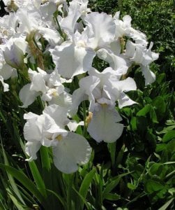 English cottage kokulu iris süsen çiçeği soğanı iris germanica