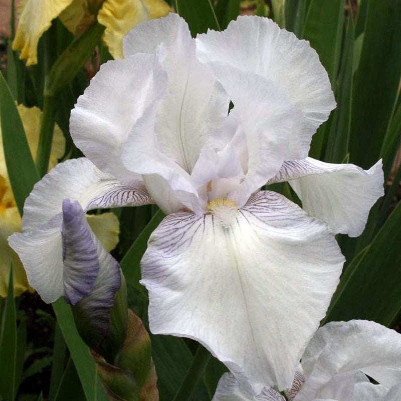 English cottage kokulu iris süsen çiçeği soğanı iris germanica