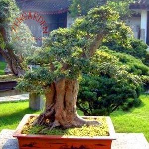 Sophora japonica tohumu japon tapınak ağacı kokulu çiçekler