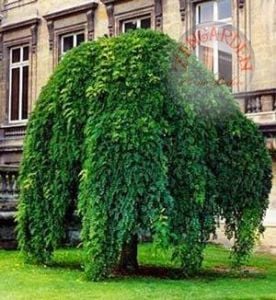 Sophora japonica tohumu japon tapınak ağacı kokulu çiçekler