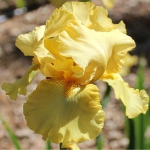 Spotted yellow iris süsen çiçeği soğanı iris germanica