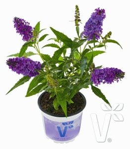 Mavi kelebek çalısı buddleja davidii summer bird blue