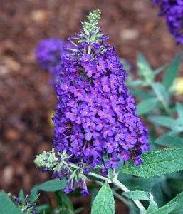 Mavi kelebek çalısı buddleja davidii summer bird blue