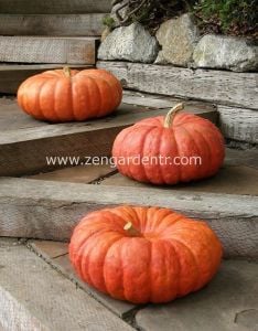 İri boylar bal kabağı tohumu karışımı pumpkin mix