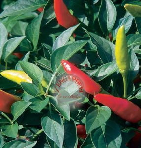 Mini kırmızı acı biber tohumu mini red hot chili pepper seeds