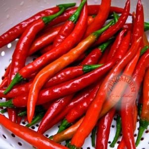 Cayenne kırmızı kıl biber tohumu chili pepper çok acı