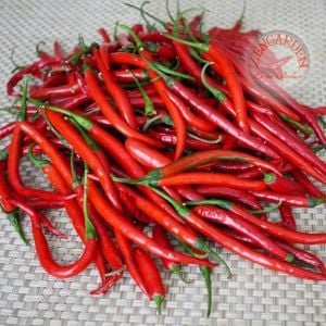 Cayenne kırmızı kıl biber tohumu chili pepper çok acı