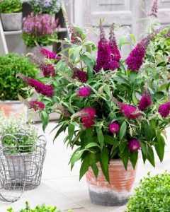 Eflatun kelebek çalısı buddleja davidii summer bird magenta