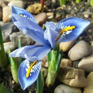 Cantab süsen soğanı ithal iris reticulata