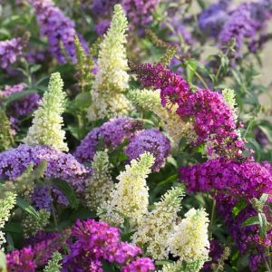 Eflatun kelebek çalısı buddleja davidii summer bird magenta