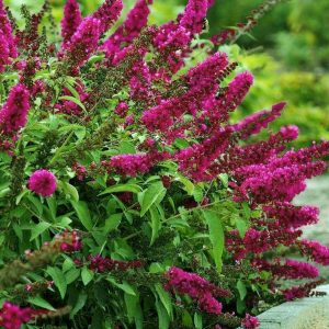 Eflatun kelebek çalısı buddleja davidii summer bird magenta